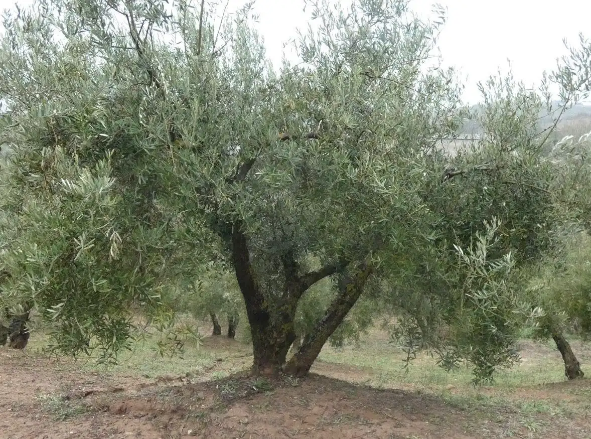 Terreni e lotti in vendita a Peligros, imagen 29