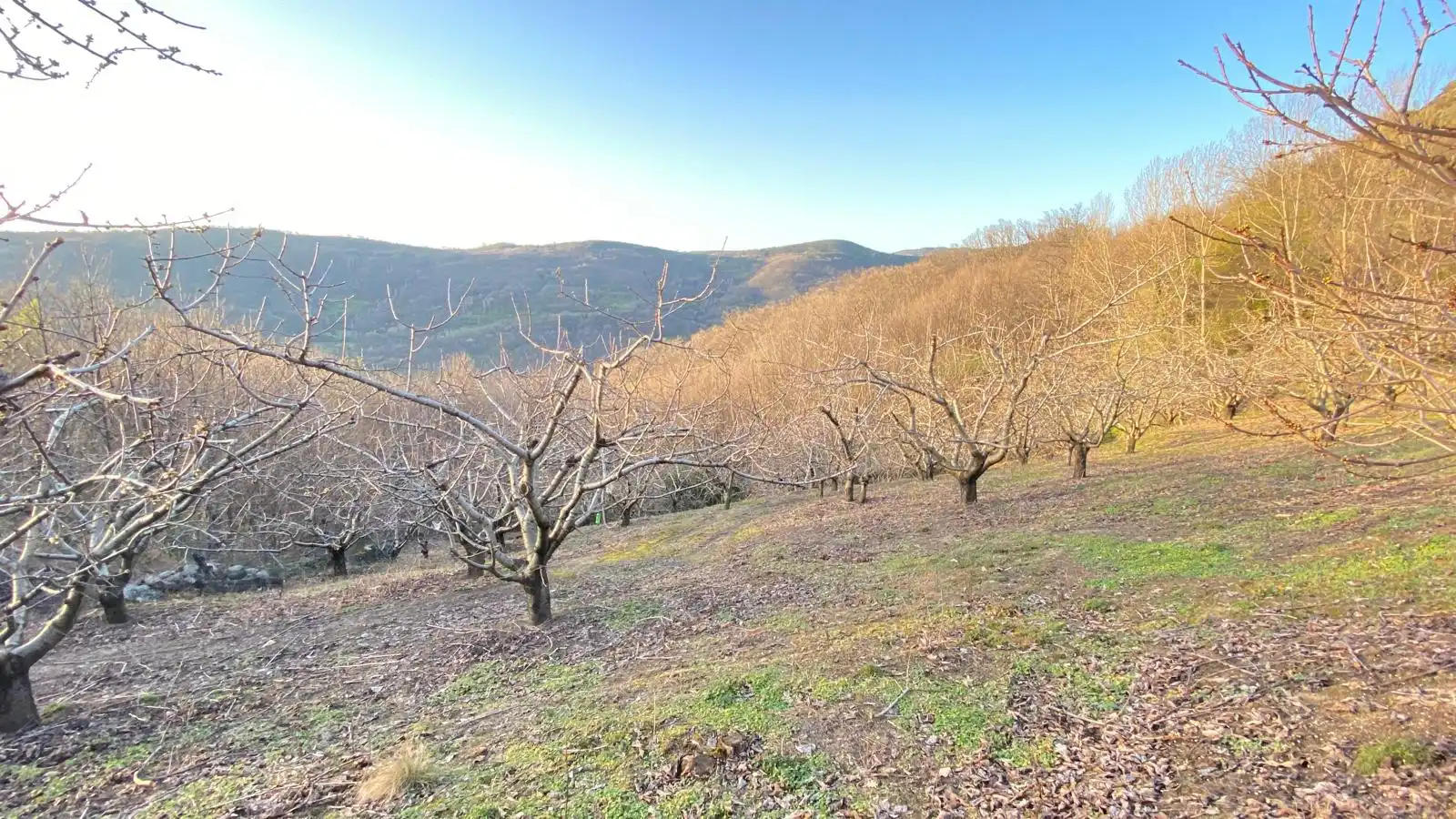 Terreni e lotti in vendita a Hervás, imagen 16