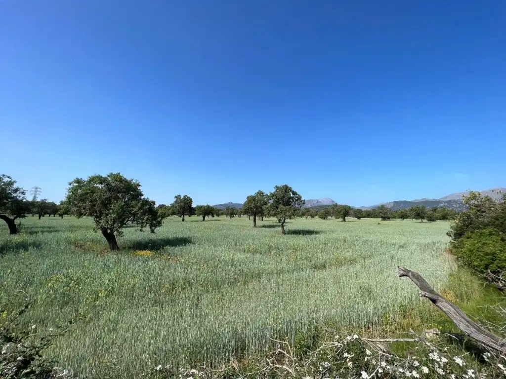 Terreno rustico in vendita a Pollença Poble, imagen 3