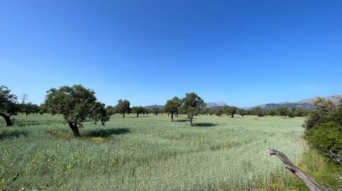 Terreno rústico situado entre Pollença y Puerto de Pollença, image 3