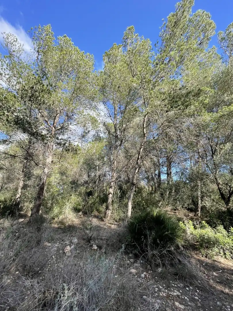 Terrain rustique à vendre à bassa nadell, imagen 10