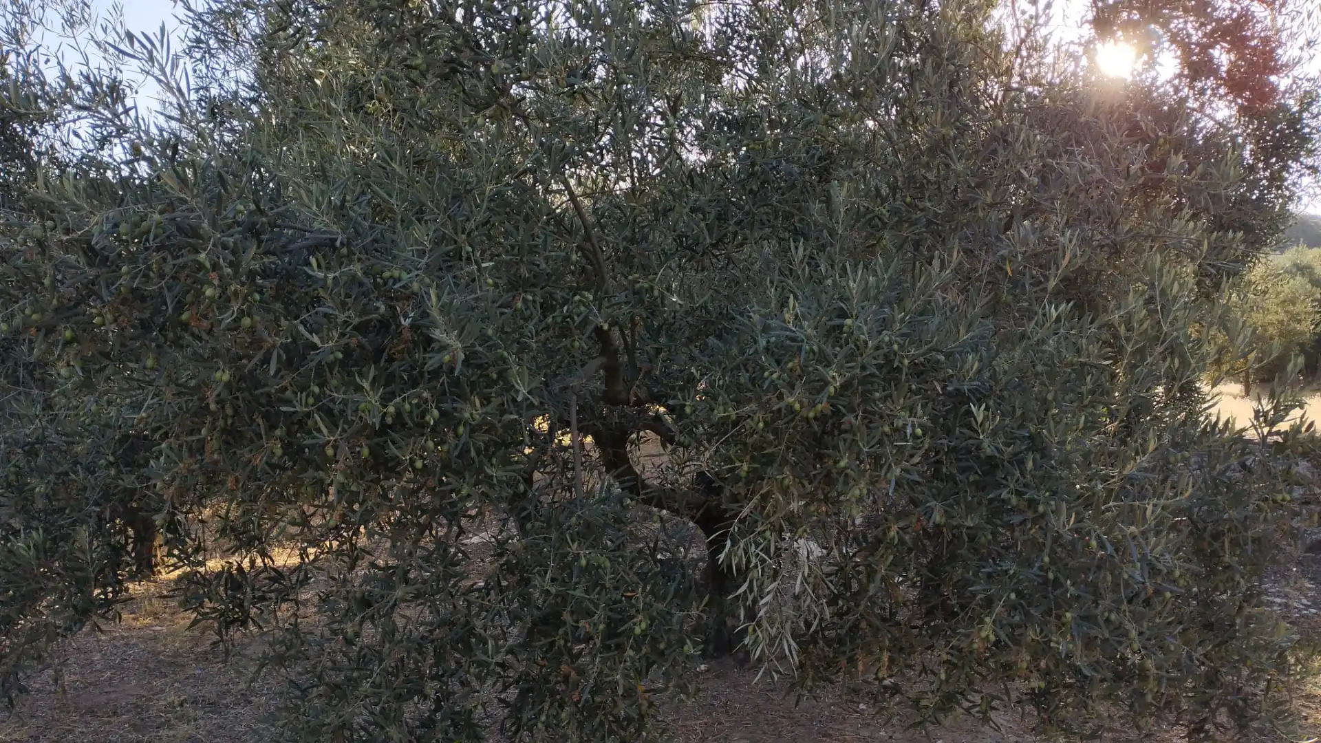 Terreno rustico in vendita a Avenida Góngora, imagen 7
