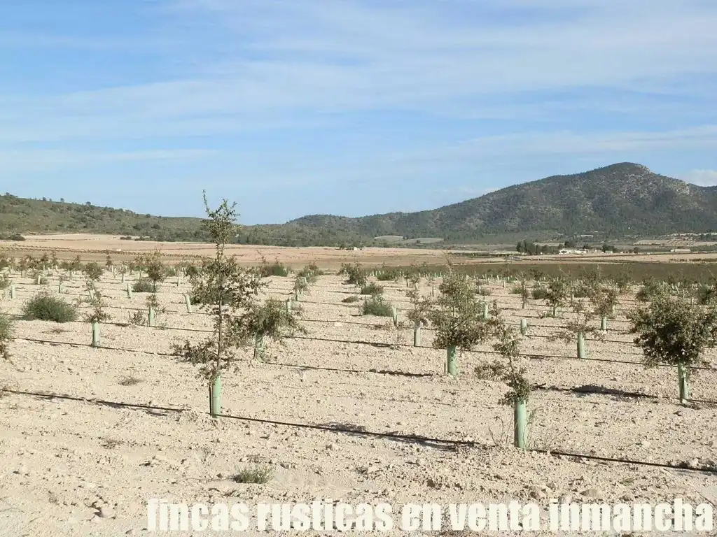 Rustikales Grundstück zum Verkauf in Jumilla, imagen 6
