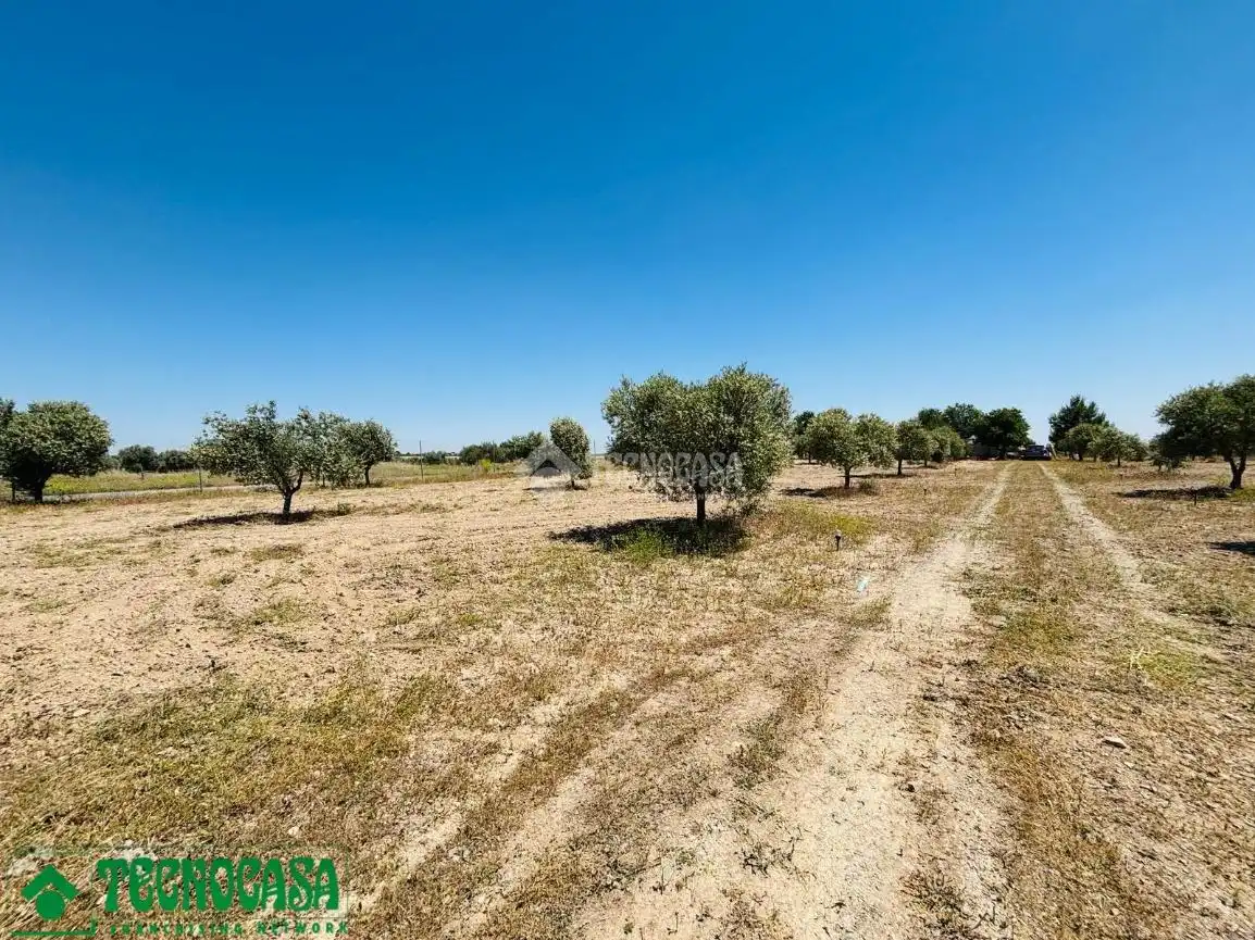 Land for sale in Mascaraque