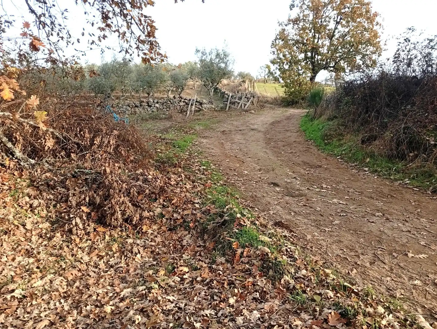Terreni e lotti in vendita a Viandar de la Vera, imagen 10