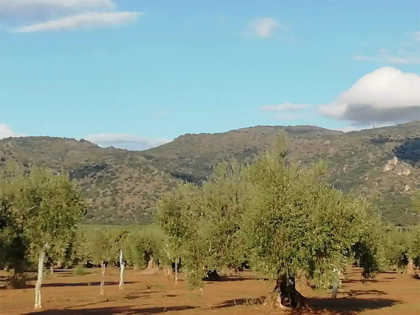 Terreno en venta en Arroyomolinos (Cáceres)