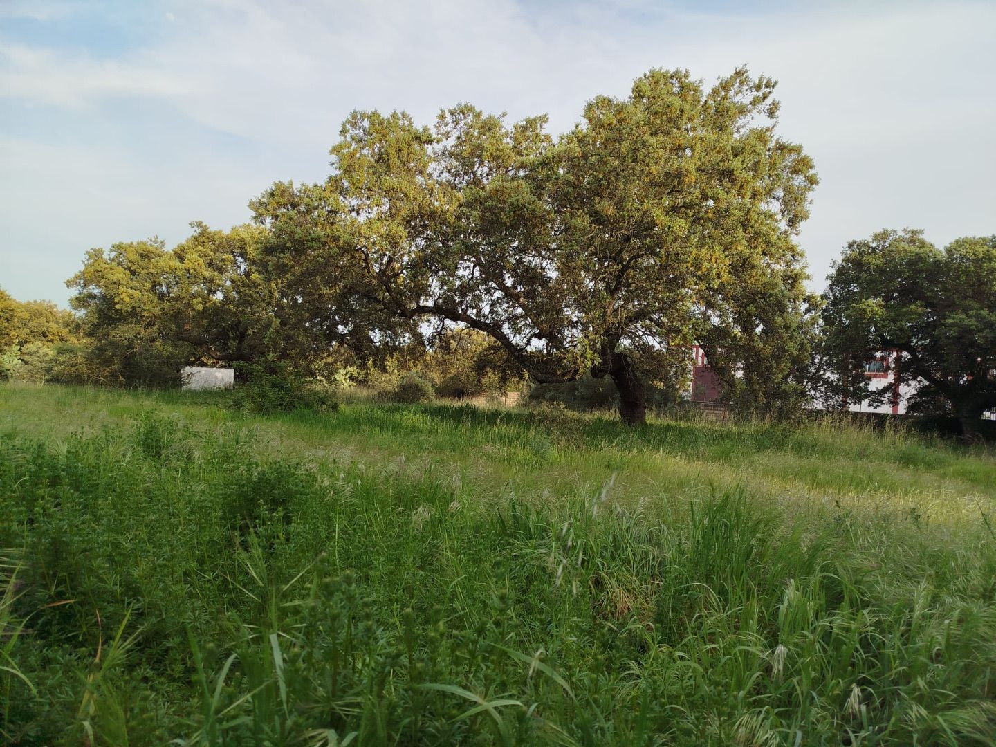 Terreny industrial en venda en Casar de Cáceres