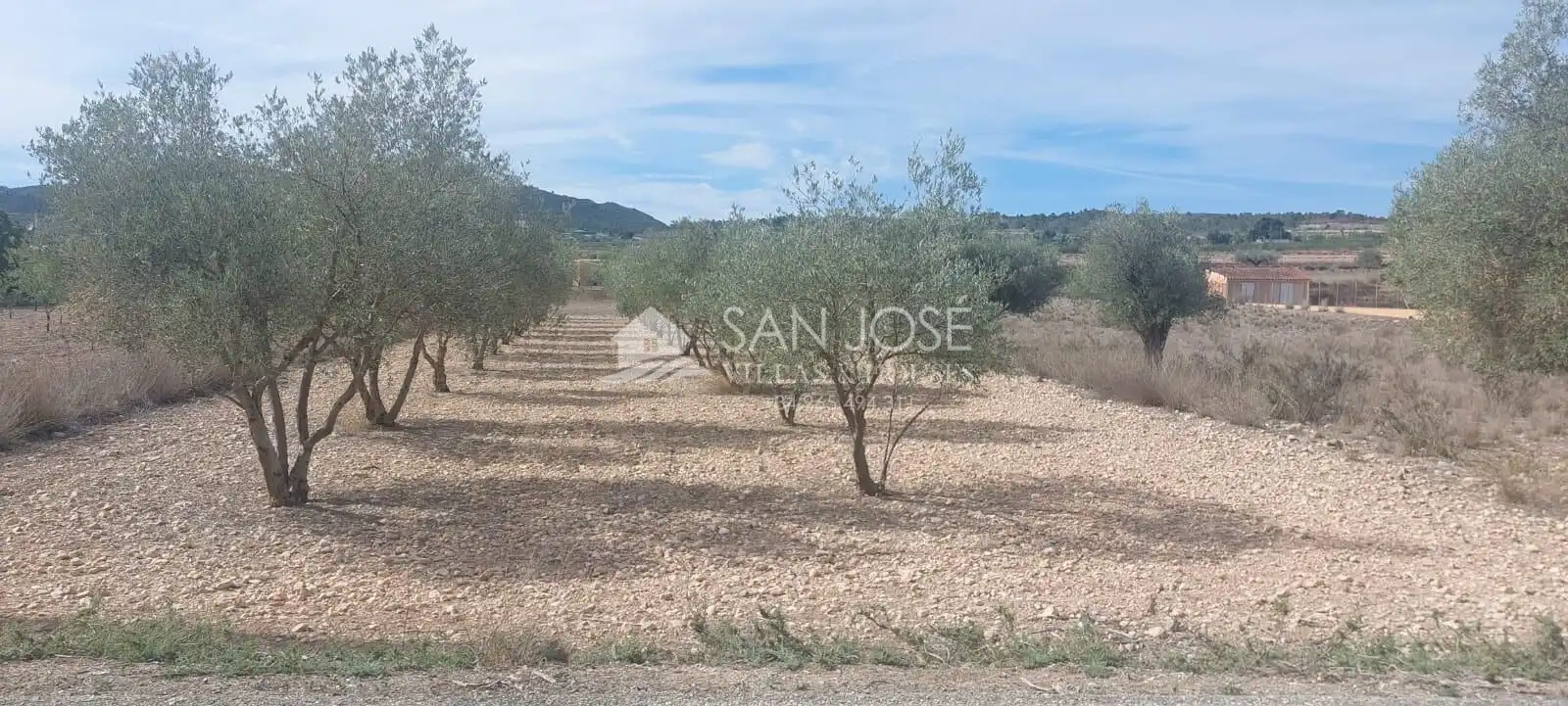 Terreno rústico en venta en Hondón de los Frailes