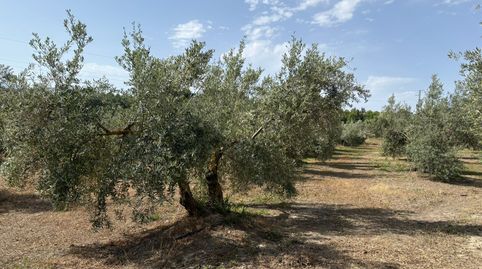 FINCA EN VENTA, immagine 5