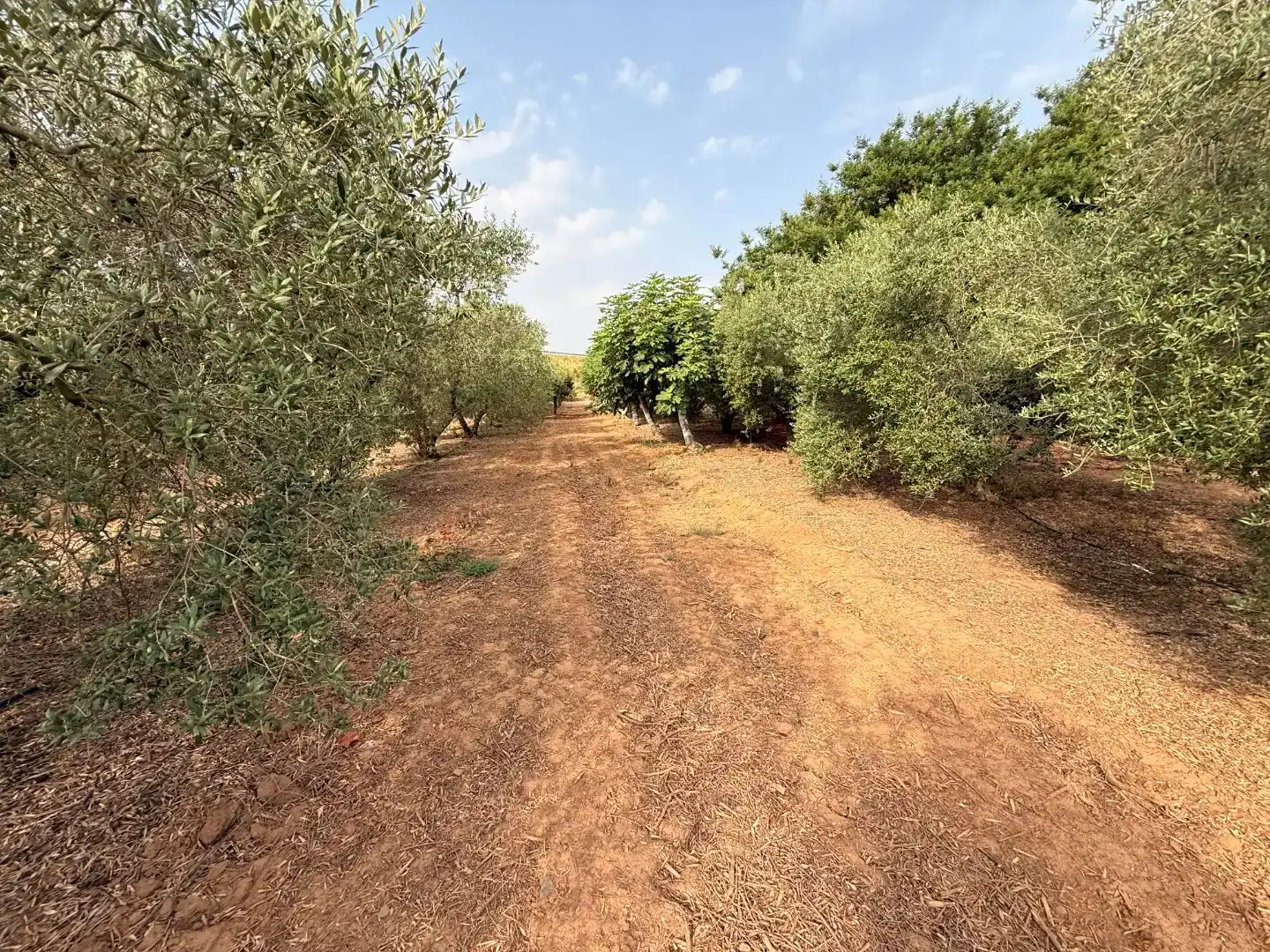 Finca rústica en venda en Vinyols i els Arcs amb Moblat