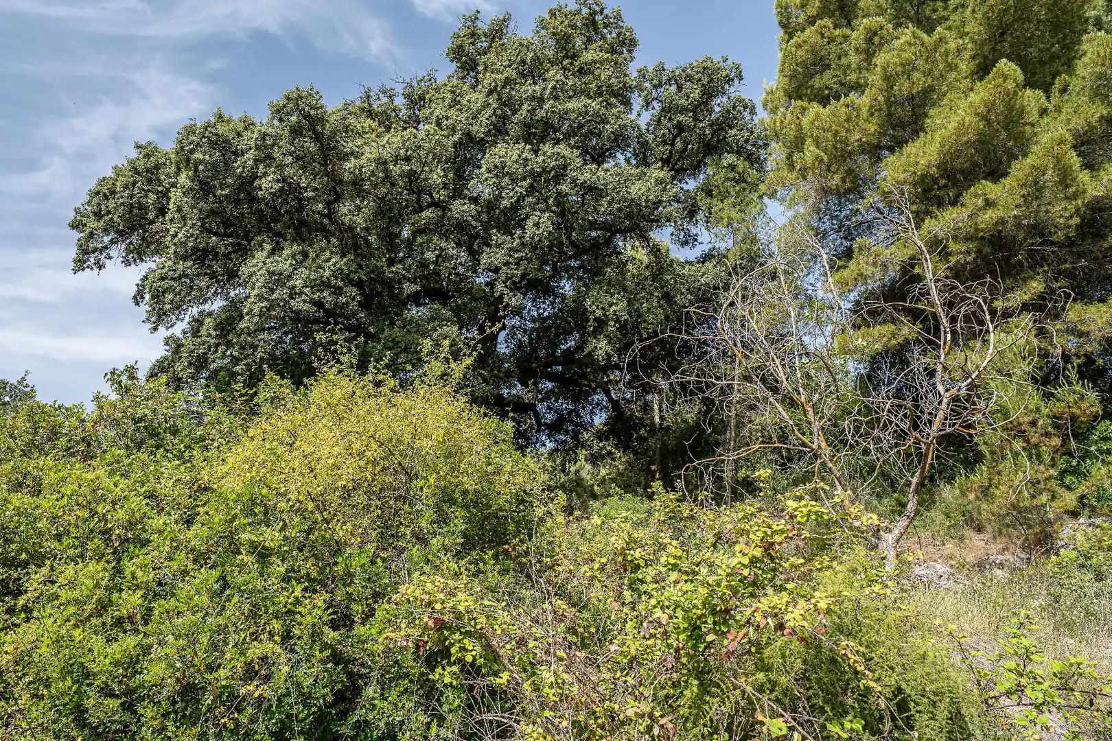 Finca rústica en venta en Moratalla con Piscina