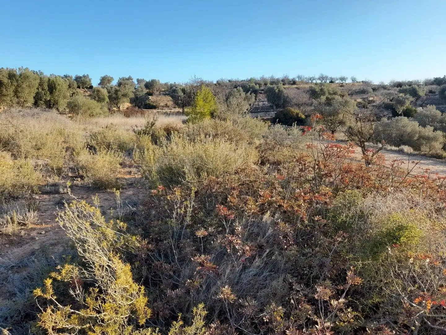 Terreno rústico en venta en Corbera d'Ebre, imagen 20