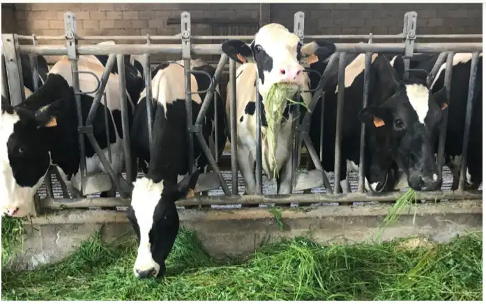 Vista exterior de Terreno en venta en Maceda