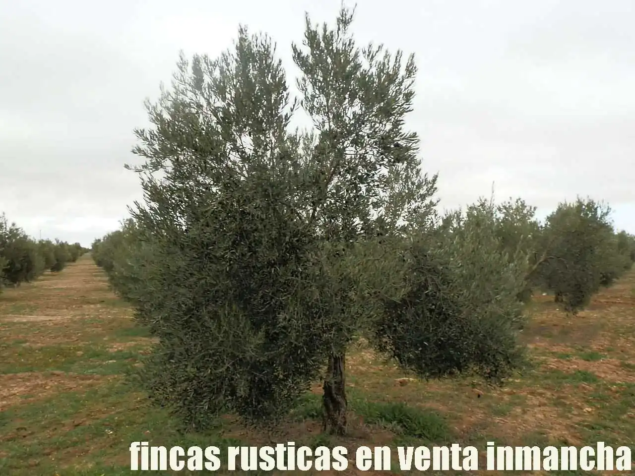 Terreno rustico in vendita a Campo de Criptana, imagen 4