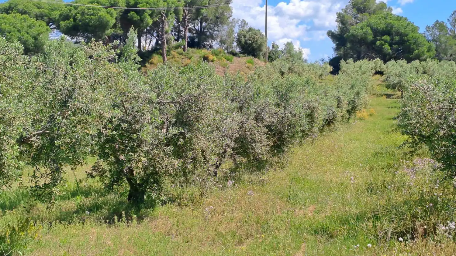 Finca rústica en venda en Riudecanyes