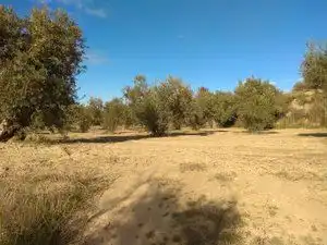 Rural land for sale in Camino Cerrillos, imagen 3