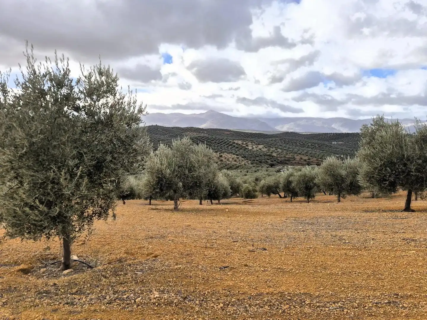 Terreno rústico en venta en Salar, imagen 23