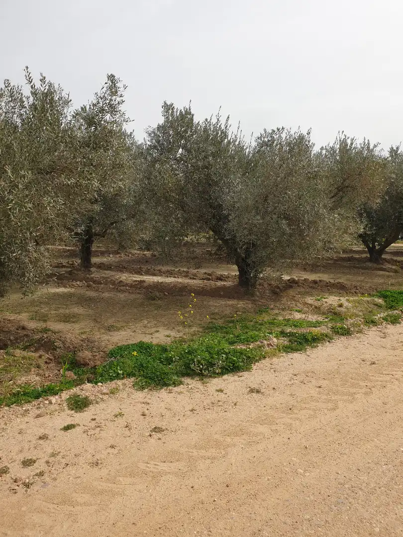 Terreny rústic en venda a Villanueva de la Serena, imagen 4