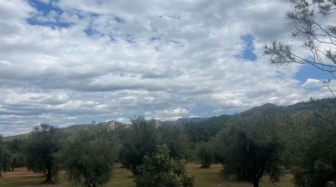 Finca de olivos en barrancos