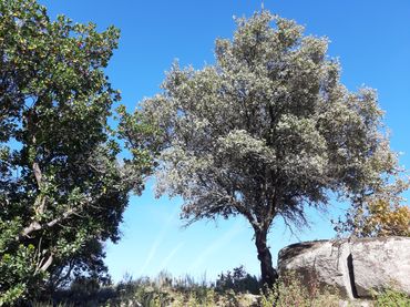 Terreno rustico in vendita a Cadalso de los Vidrios