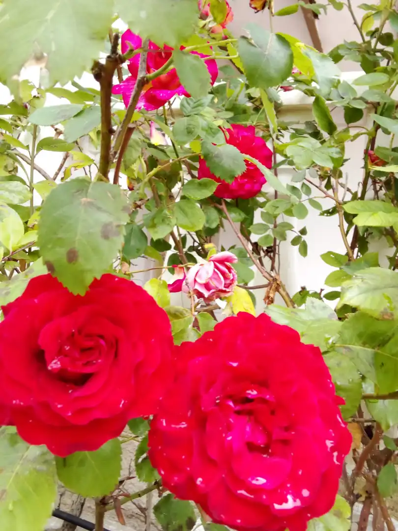 Jardí de Casa o xalet en venda en Illana amb Jardí privat, Terrassa i Piscina