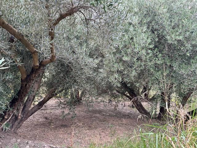 Terreno en Venta en Avenida de la Paz en Rágol