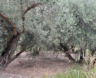 Garden of Land for sale in Rágol