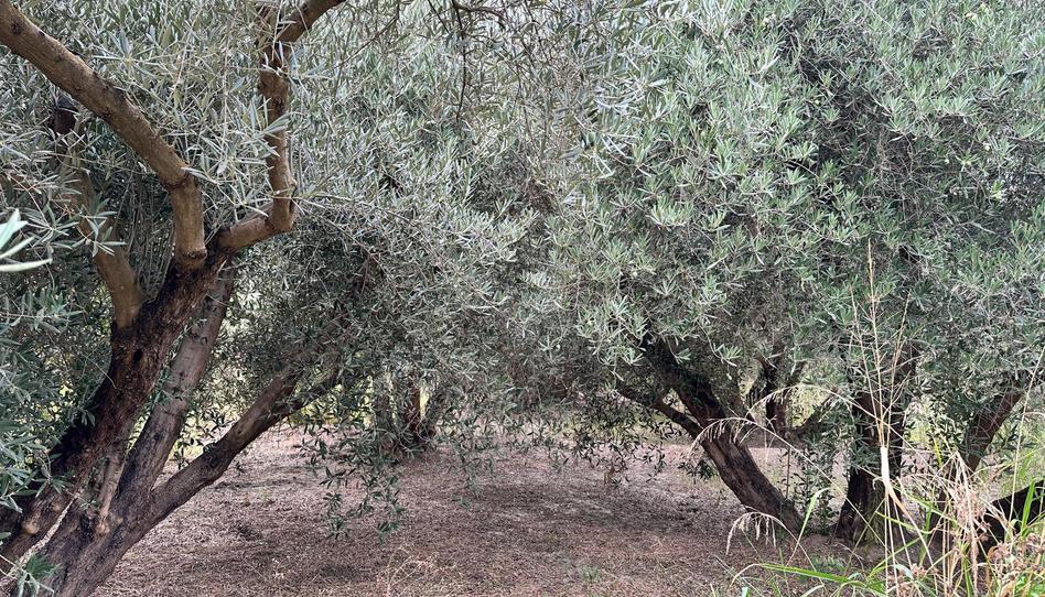 Foto 1 de Terreno en venta en Avenida de la Paz, Rágol, Almería