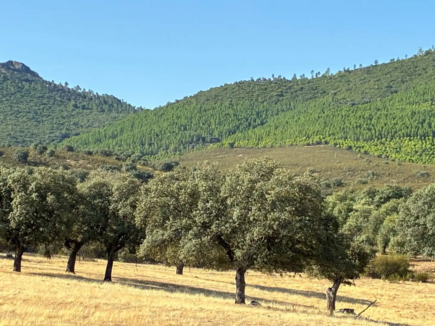 Rural land for sale in Puerto de San Vicente