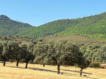 Rural land for sale in Puerto de San Vicente
