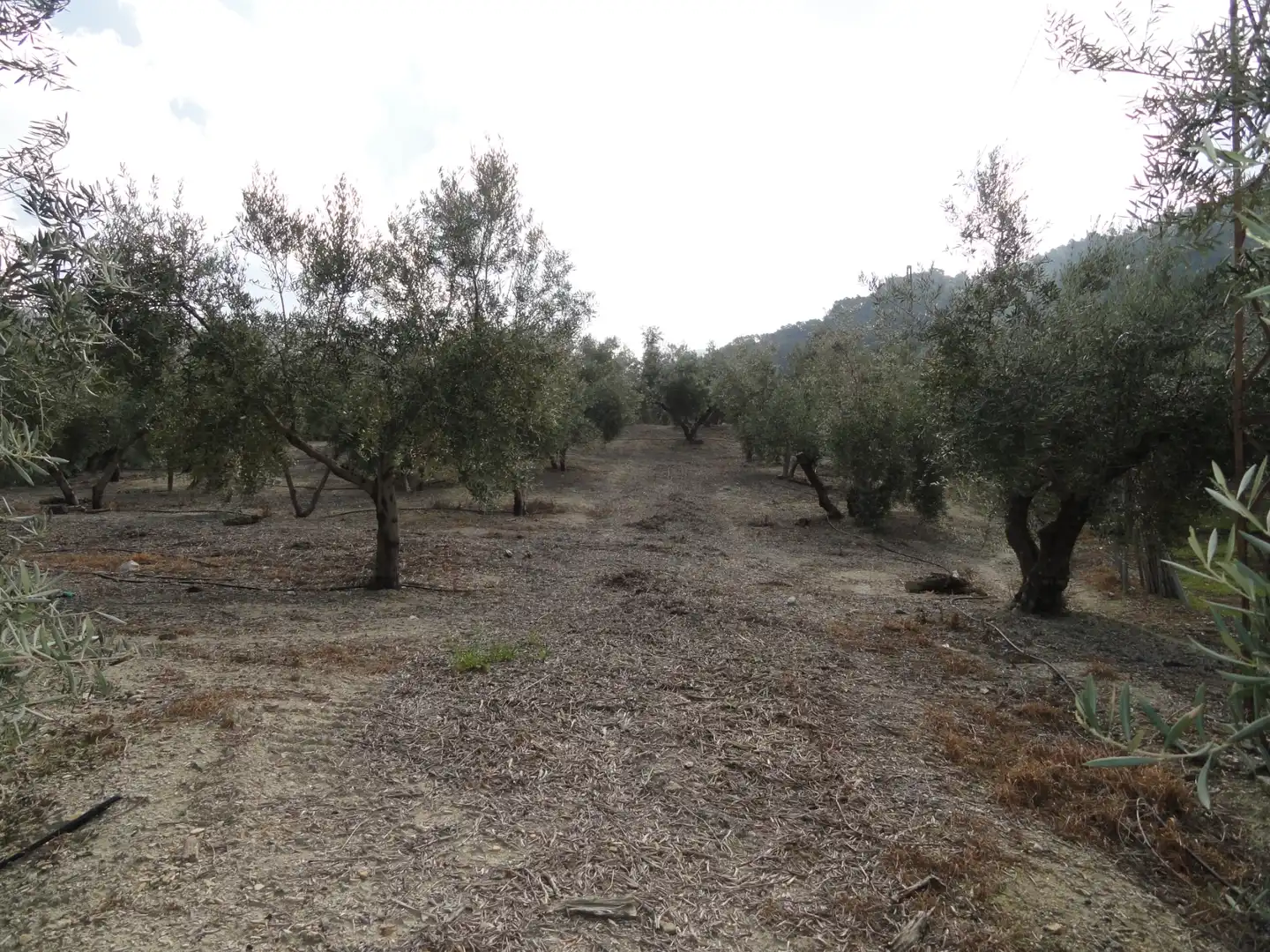Land for sale in La Iruela
