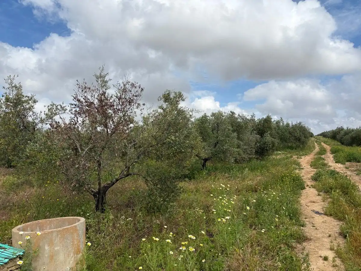 Finca rústica en venta en Bollullos Par del Condado