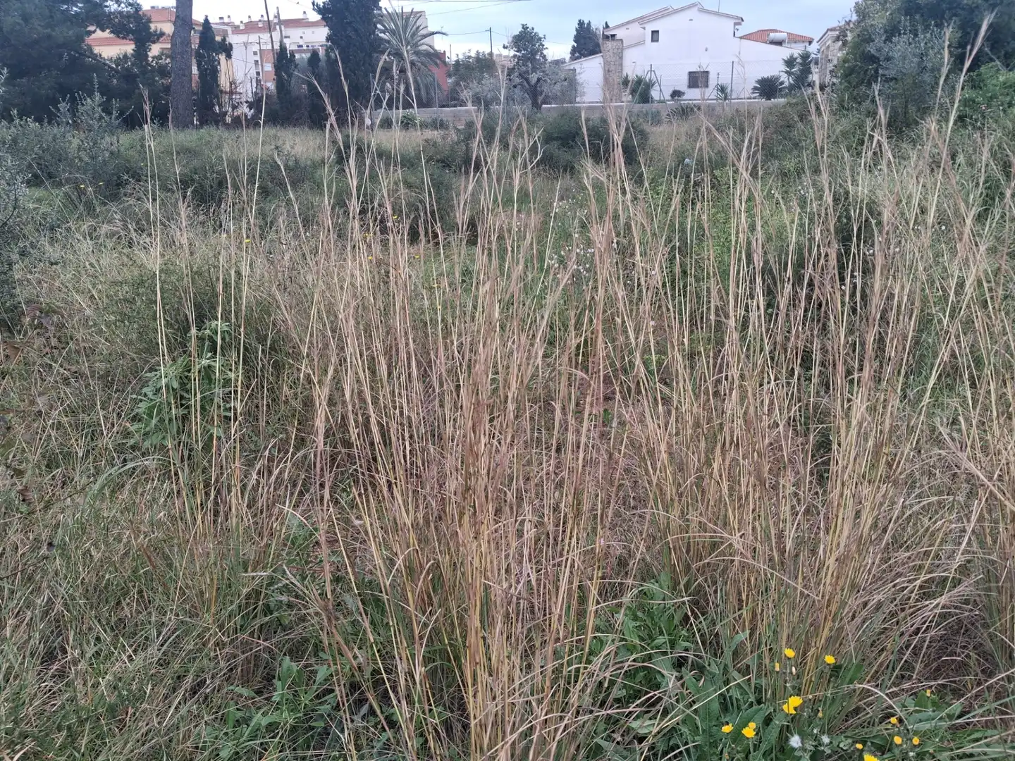 Rural land for sale in Zona Papa Luna - Platja del Gurugú, imagen 2