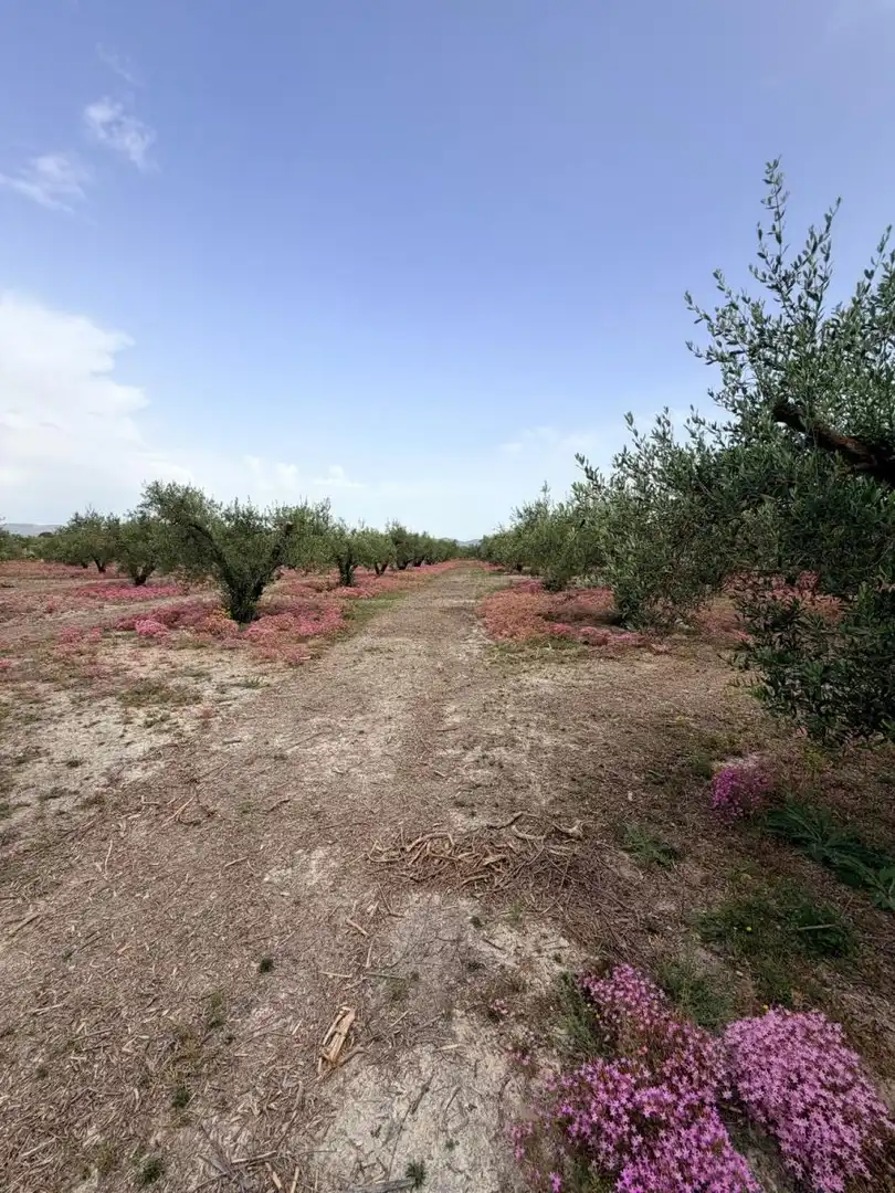 Terreno residenziale in vendita a Albaida, imagen 13