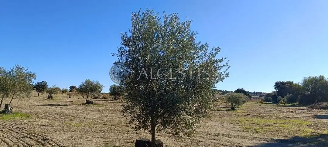 Terreno rústico en venta en Villamanta, imagen 9