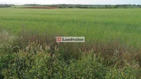 Foto 5 de Terreno en venta en De el Roble, Pozuelo del Rey, Madrid