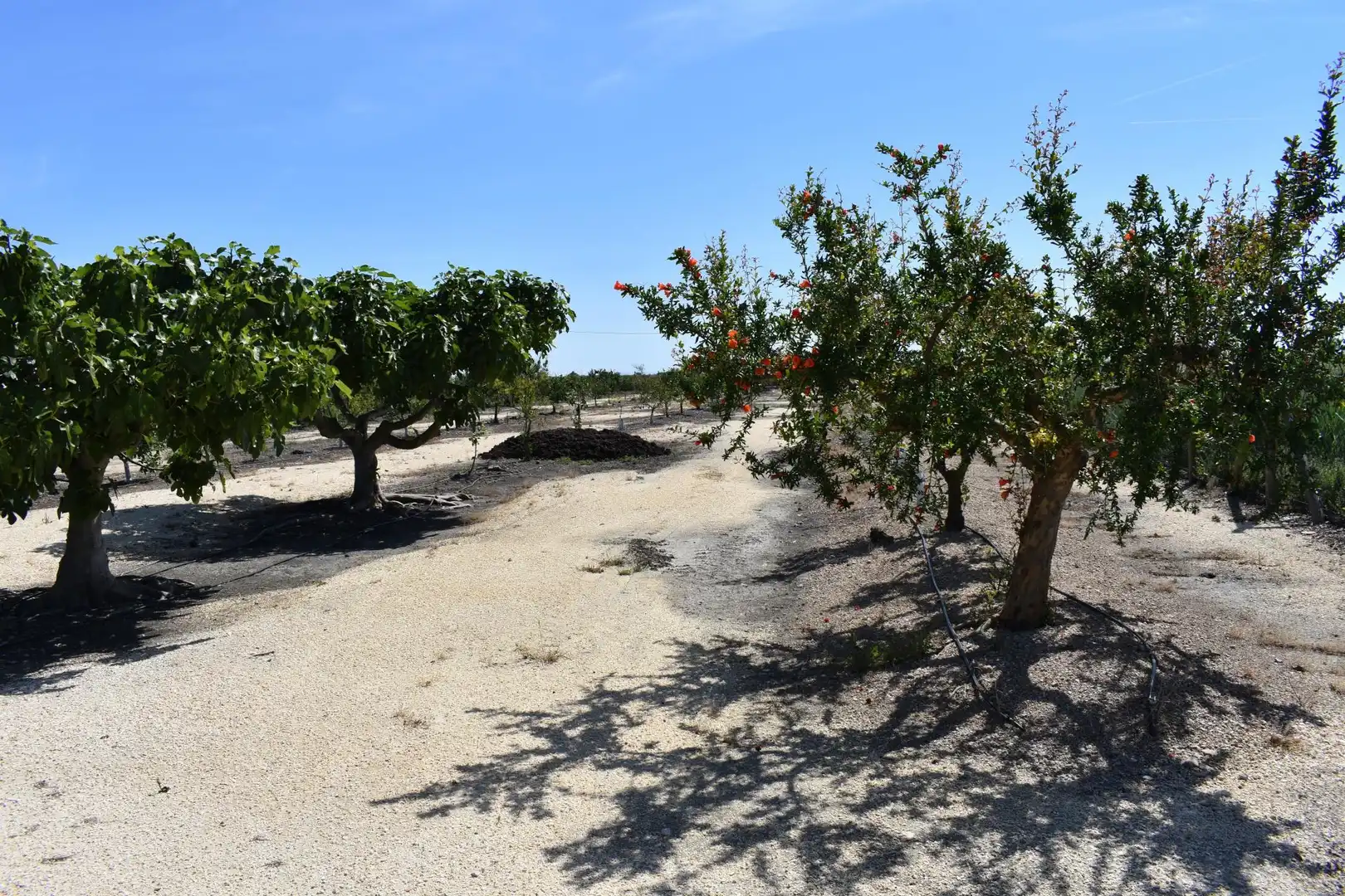 Finca rústica en venda a Eucaliptus - Poble Nou del Delta