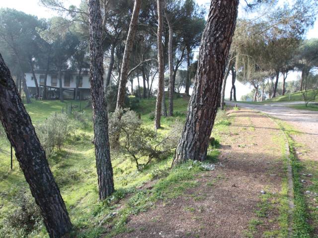 Terreno en Venta en Calle Parroco Rogelio Benitez, 40 en Cerro Muriano