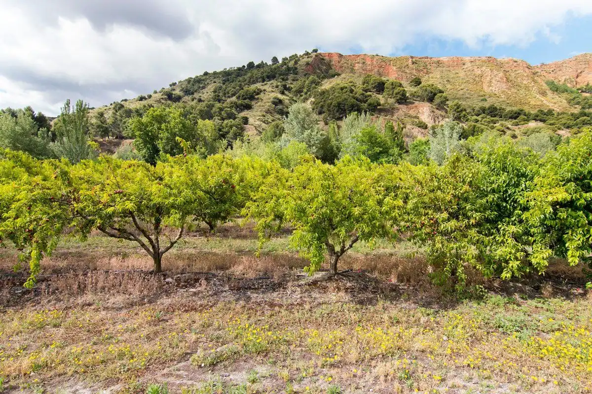 Casa rústica en venta en Genil, imagen 31