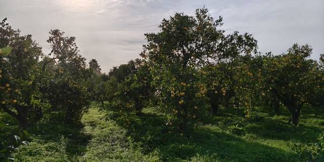 Terreno en Venta en Parcela DS MONTENEGRAL BAJO Polígono 11 Parcela 13 en San Martín del Tesorillo