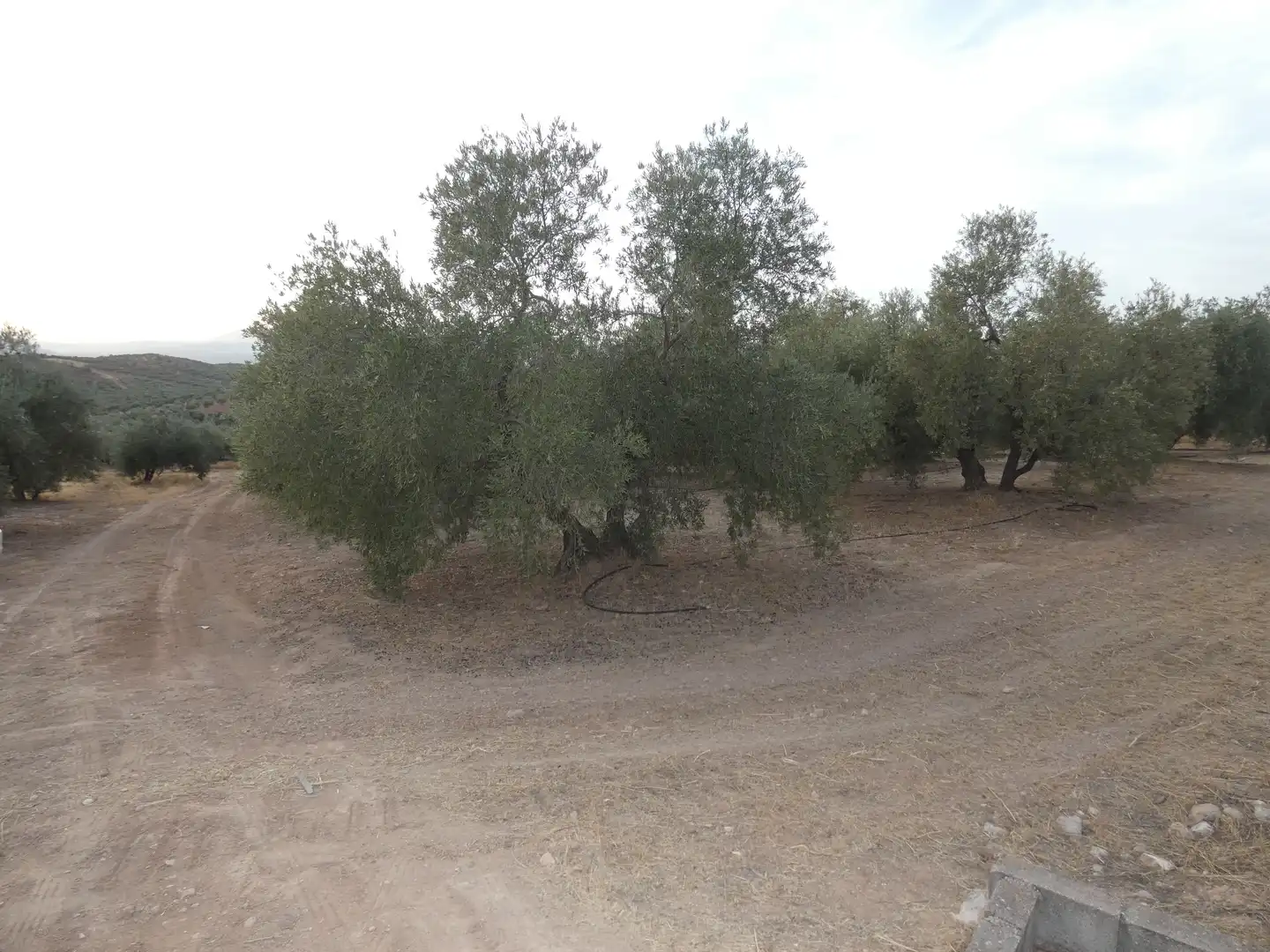 Terreni e lotti in vendita a Cogollos de la Vega