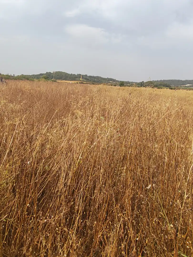 Grundstücke zum Verkauf in Sant Joan