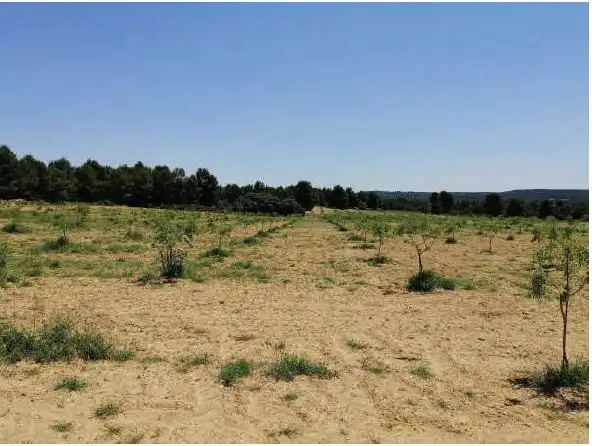 Rustikales Grundstück zum Verkauf in Almansa, imagen 10