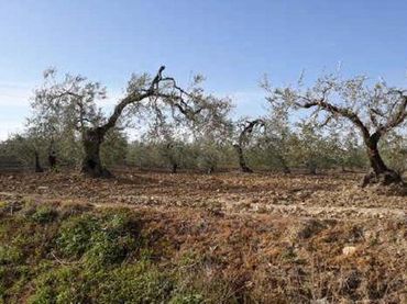 Rustikales Grundstück zum Verkauf in Albaida del Aljarafe