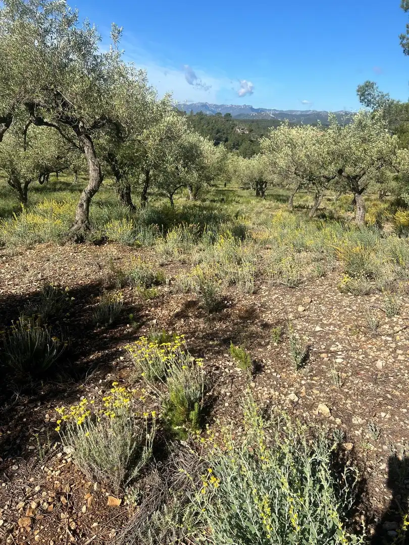 Maison rustique à vendre à Camino  Tivissa 51, imagen 34