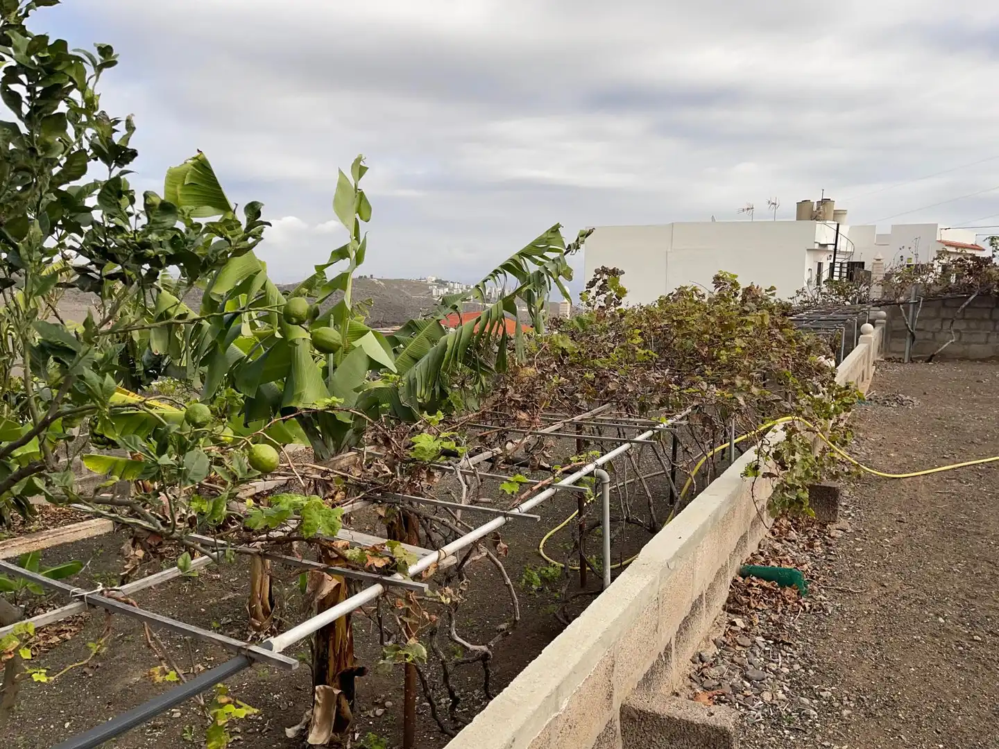 Terraza de Nave industrial en venta en Las Palmas de Gran Canaria