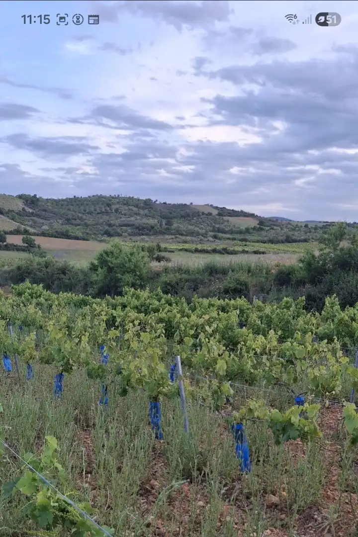 Grundstücke zum Verkauf in Cariñena