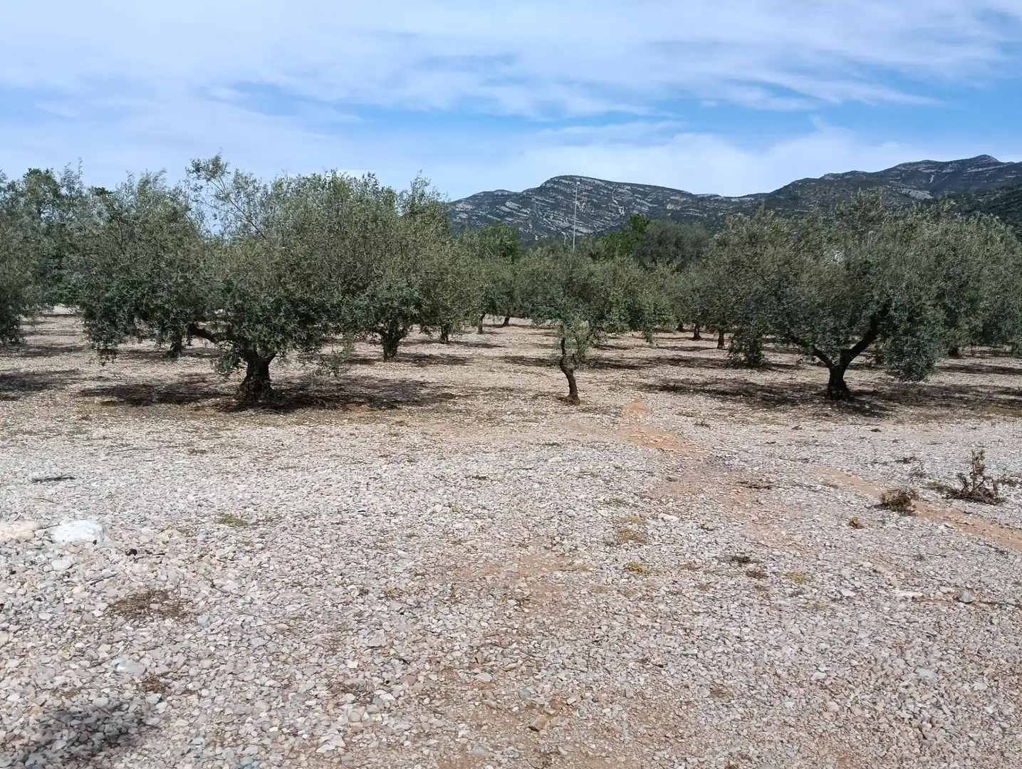 Rustikales Grundstück zum Verkauf in Ulldecona, imagen 3