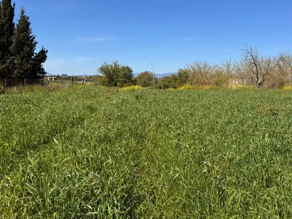 Terreno residenziale in vendita a Montuïri, imagen 2