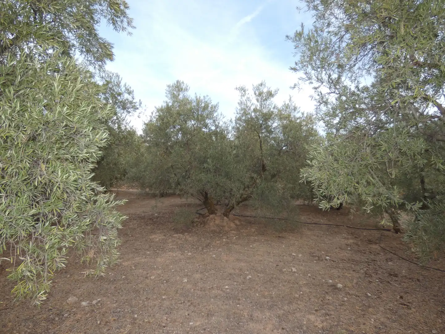 Terreni e lotti in vendita a Cogollos de la Vega, imagen 8